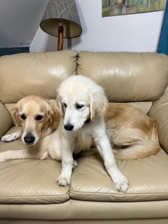 Britische & Amerikanische Seltene Golden Retriever suchen ein liebesvolles Zuhause