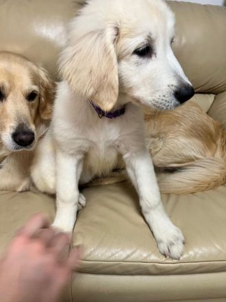 Britische & Amerikanische Seltene Golden Retriever suchen ein liebesvolles Zuhause