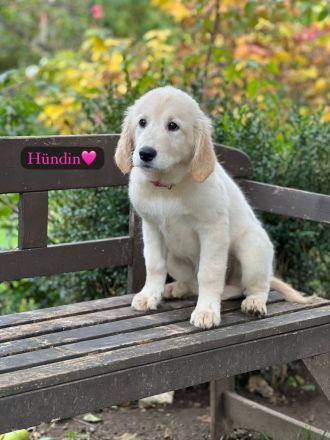 Britische & Amerikanische Seltene Golden Retriever suchen ein liebesvolles Zuhause