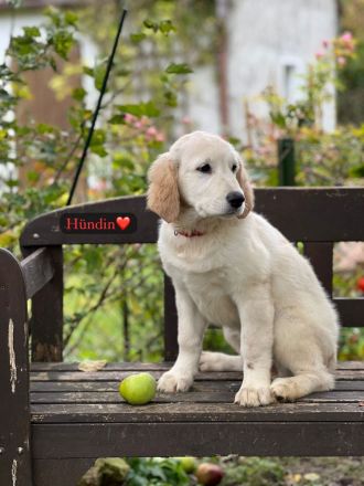 Britische & Amerikanische Seltene Golden Retriever suchen ein liebesvolles Zuhause