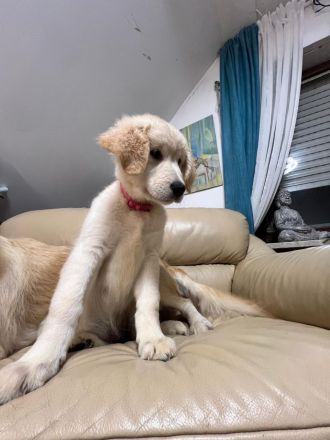 Britische & Amerikanische Seltene Golden Retriever suchen ein liebesvolles Zuhause