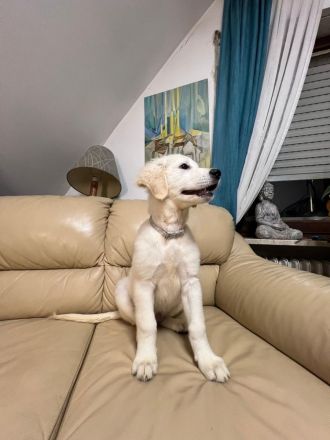 Britische & Amerikanische Seltene Golden Retriever suchen ein liebesvolles Zuhause