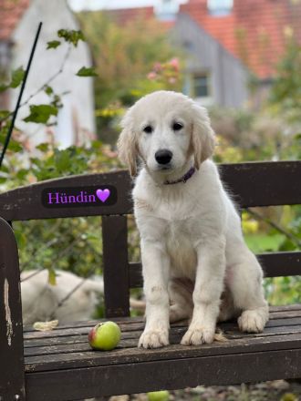 Britische & Amerikanische Seltene Golden Retriever suchen ein liebesvolles Zuhause