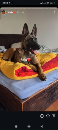 Bella reinrassige malinois Hündin