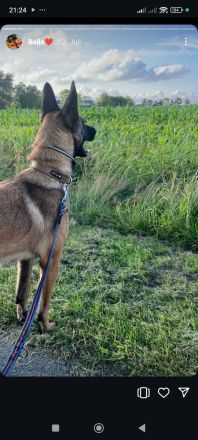 Bella reinrassige malinois Hündin
