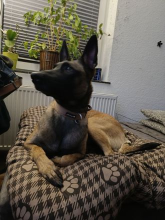 Bella reinrassige malinois Hündin
