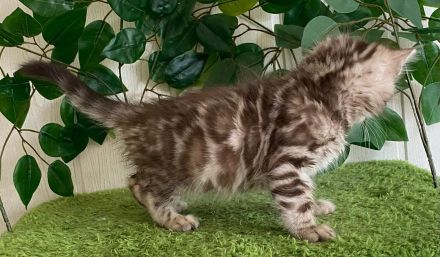 2 Seltene snow sepia Cashmere Bengal Katerchen