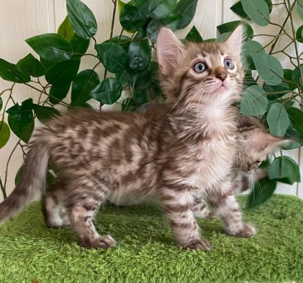 2 Seltene snow sepia Cashmere Bengal Katerchen