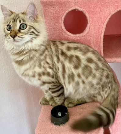 Seltenes snow mink Cashmere Bengal Mädchen !! VERGEBEN !! Doch Babys sind unterwegs