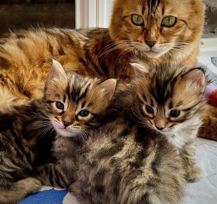 Seltenes brown spotted Cashmere Bengal Katerchen