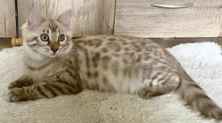 Seltenes snow mink Cashmere Bengal Mädchen !! VERGEBEN !! Doch Babys sind unterwegs