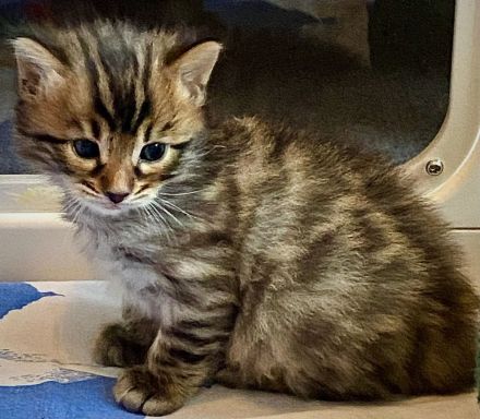 Seltenes brown spotted Cashmere Bengal Katerchen