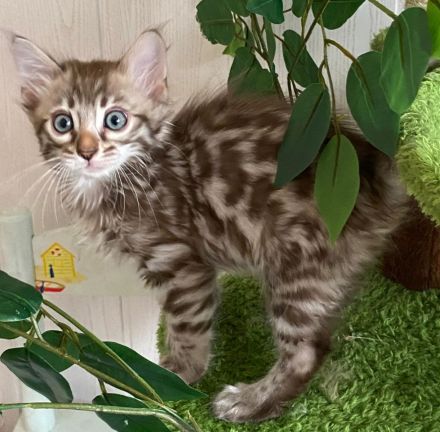 2 Seltene snow sepia Cashmere Bengal Katerchen