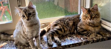 Seltenes snow mink Cashmere Bengal Mädchen !! VERGEBEN !! Doch Babys sind unterwegs