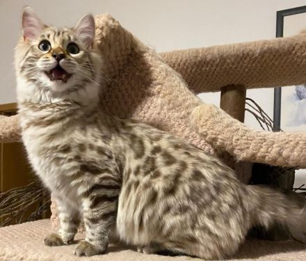 Seltenes snow mink Cashmere Bengal Mädchen !! VERGEBEN !! Doch Babys sind unterwegs