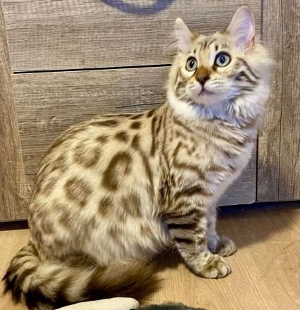 Seltenes snow mink Cashmere Bengal Mädchen !! VERGEBEN !! Doch Babys sind unterwegs