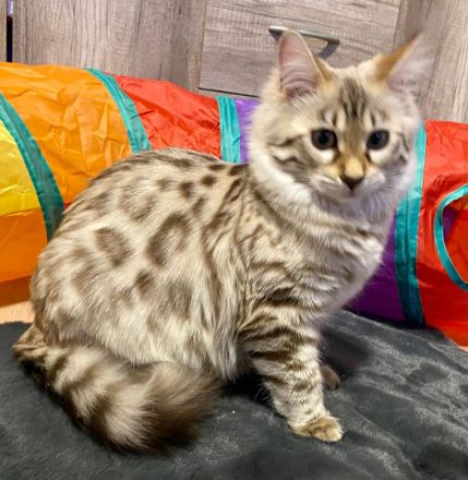 Seltenes snow mink Cashmere Bengal Mädchen !! VERGEBEN !! Doch Babys sind unterwegs