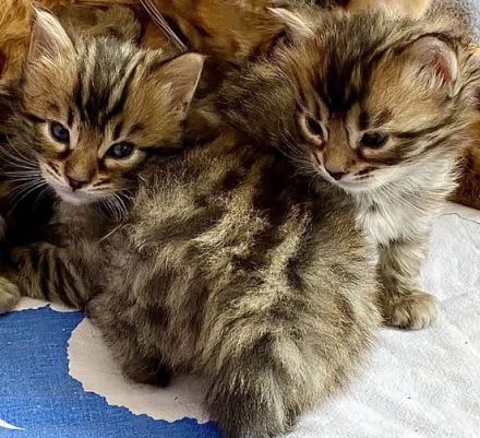 Seltenes brown spotted Cashmere Bengal Katerchen