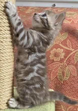 2 Seltene snow sepia Cashmere Bengal Katerchen
