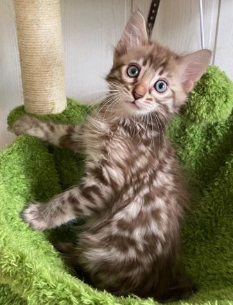 2 Seltene snow sepia Cashmere Bengal Katerchen