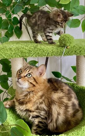 2 Seltene snow sepia Cashmere Bengal Katerchen