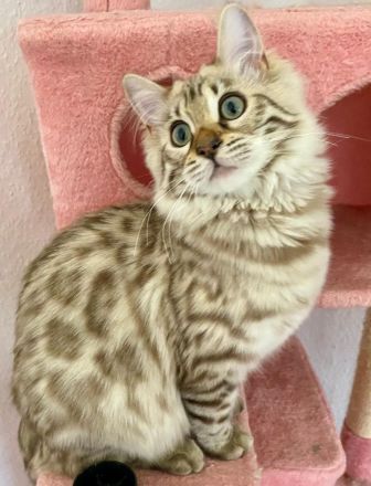 Seltenes snow mink Cashmere Bengal Mädchen !! VERGEBEN !! Doch Babys sind unterwegs