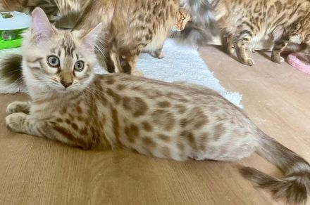 Seltenes snow mink Cashmere Bengal Mädchen !! VERGEBEN !! Doch Babys sind unterwegs