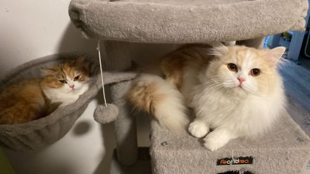 Perser Mischling Schoki