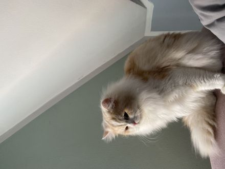 Perser Mischling Schoki