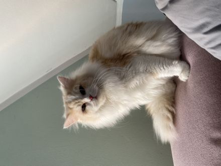 Perser Mischling Schoki