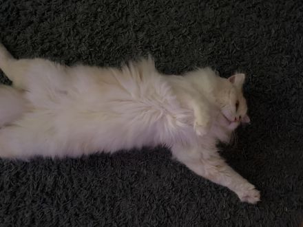 Perser Mischling Schoki