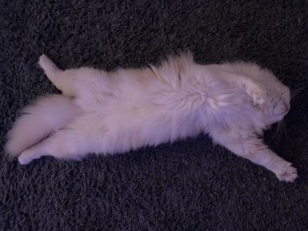 Perser Mischling Schoki