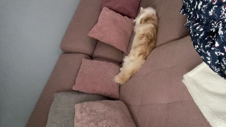 Perser Mischling Schoki