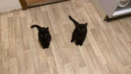 Günther und Amira suchen neues Zuhause für immer.