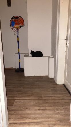Günther und Amira suchen neues Zuhause für immer.