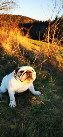 Englische Bulldogge