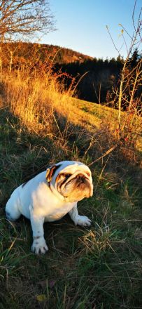 Englische Bulldogge