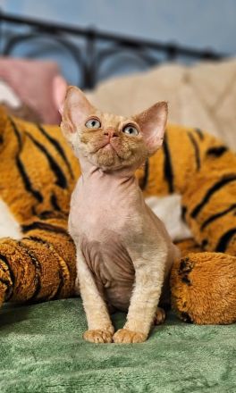 Devon rex Katerchen 3 monate Alt mit papieren