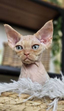 Devon rex Katerchen 3 monate Alt mit papieren