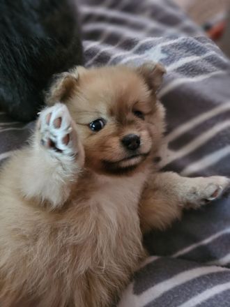 Chihuahua Pomeranian welpen suchen neues Zuhause