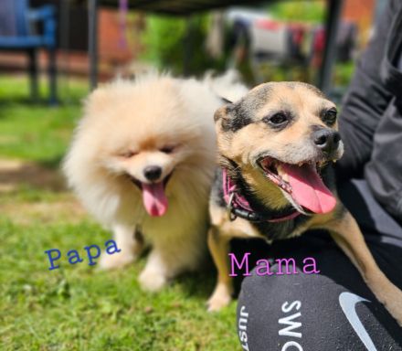 Chihuahua Pomeranian welpen suchen neues Zuhause