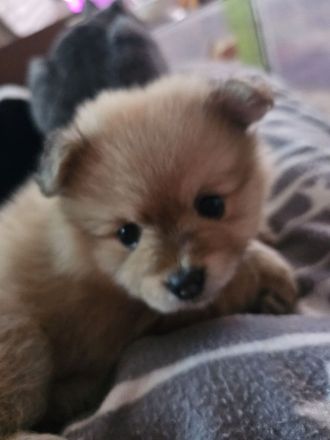 Chihuahua Pomeranian welpen suchen neues Zuhause