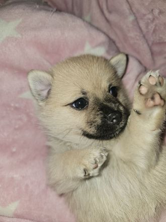 Chihuahua Pomeranian welpen suchen neues Zuhause