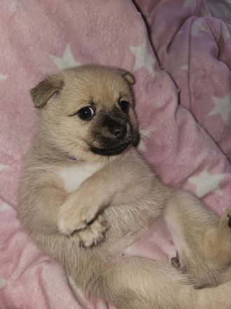 Chihuahua Pomeranian welpen suchen neues Zuhause