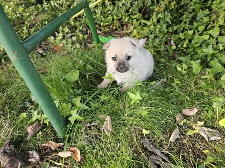 Chihuahua Pomeranian welpen suchen neues Zuhause