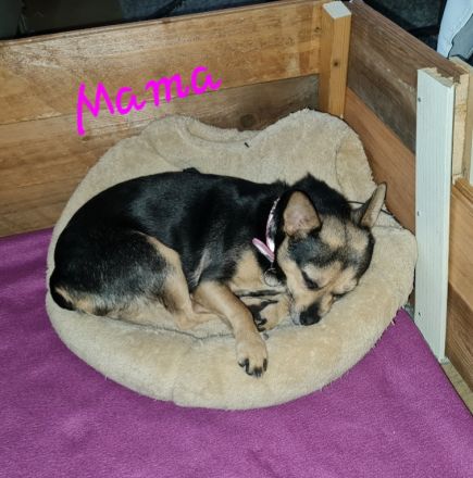 Chihuahua Pomeranian welpen suchen neues Zuhause