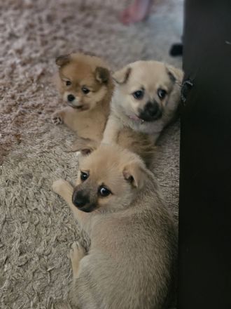 Chihuahua Pomeranian welpen suchen neues Zuhause