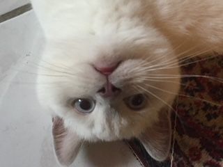 BKH Kartäuser Kater