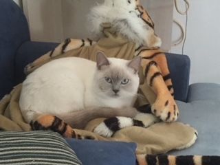 BKH Kartäuser Kater