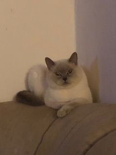 BKH Kartäuser Kater